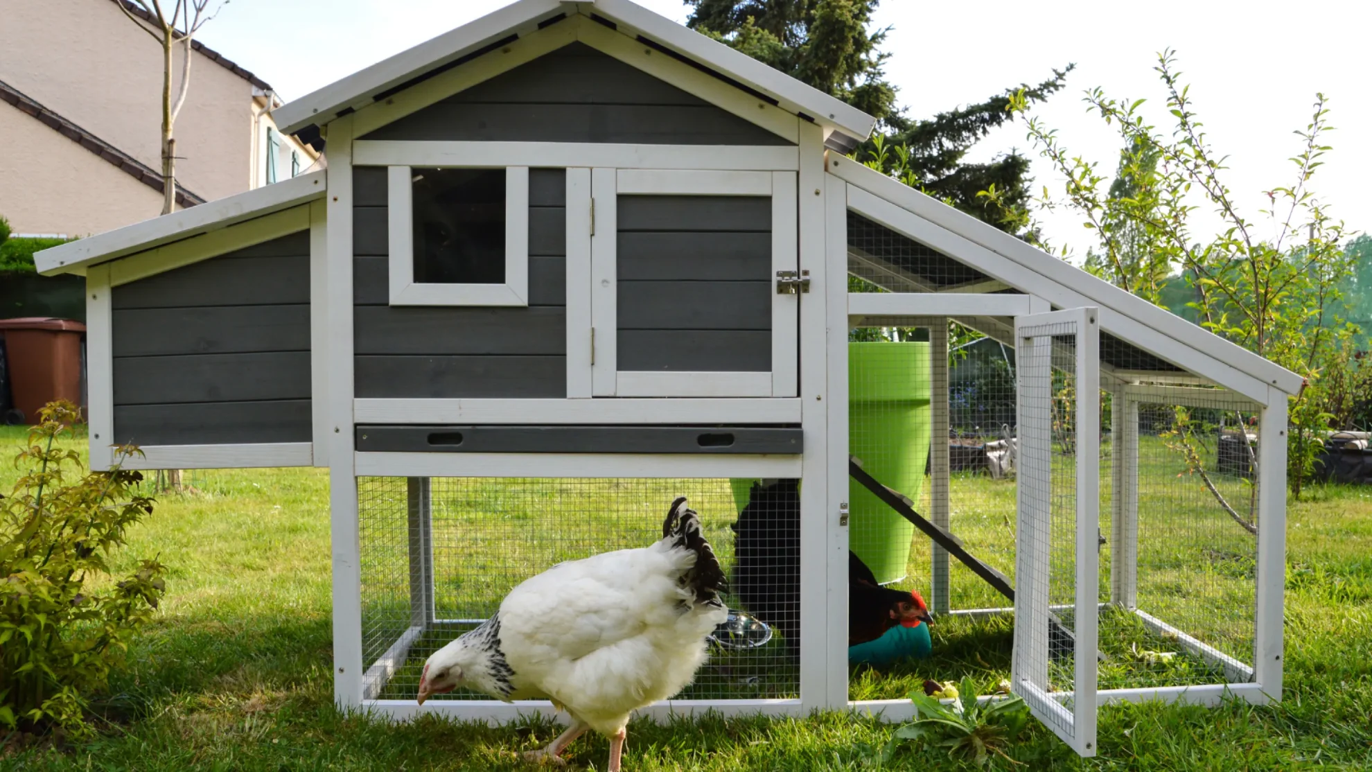 Custom Chicken Coops Hero